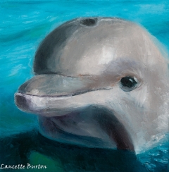 Splash-Sold